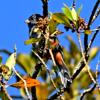 Paramo seedeater