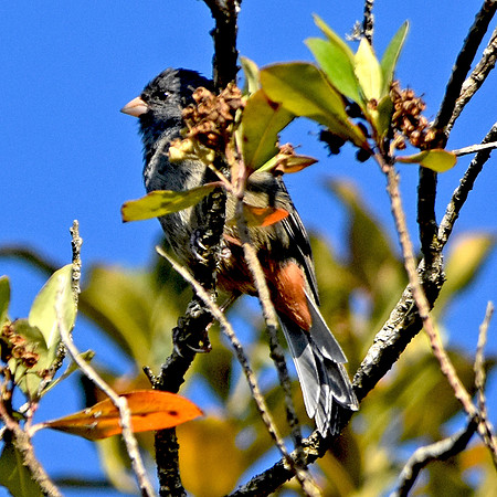 Paramo seedeater