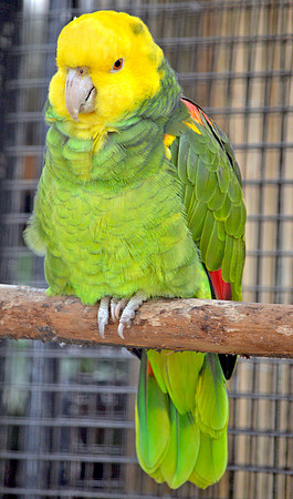 Double yellow amazon parrot