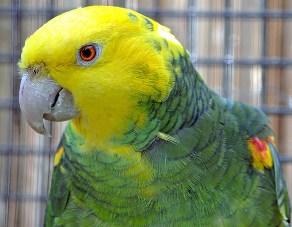 Double yellow amazon parrot