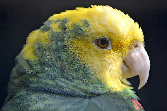 Double yellow amazon parrot