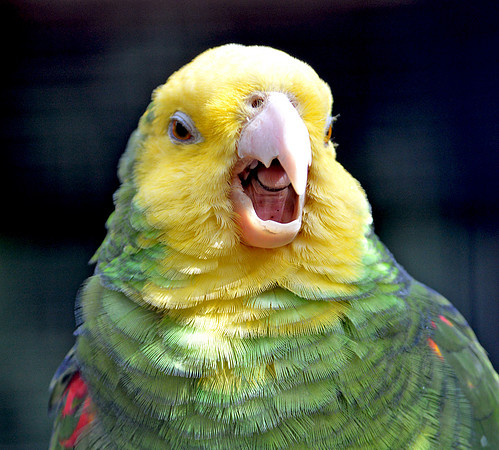 Double yellow amazon parrot