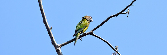 Brown throated parakeet