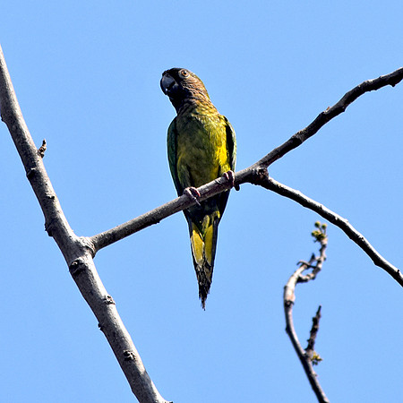 Brown throated parakeet