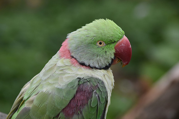 Alexandrine parrot