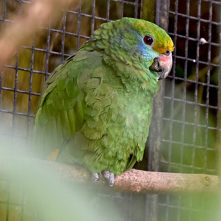 Blue cheeked amazon parrot