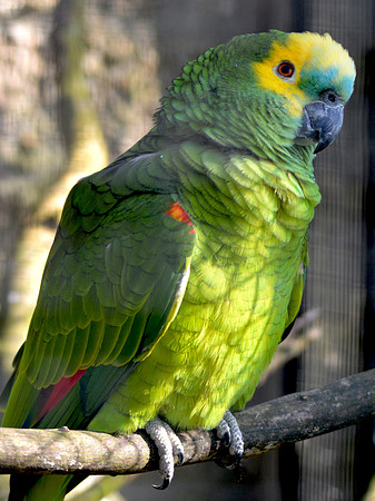 Blue fronted amazon parrot