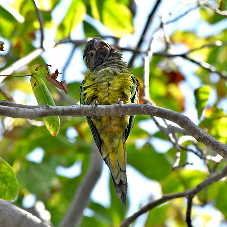 Brown throated parakeet