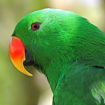 Electus parrot, male