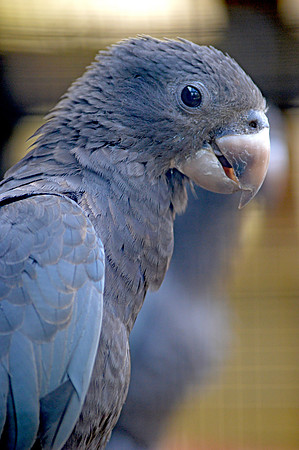Greater vasa parrot