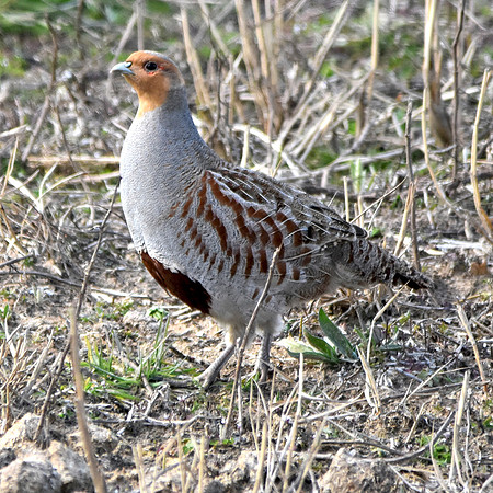 Grey partridge