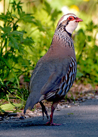 Red legged partridge