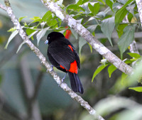 Passerini's tanager, male