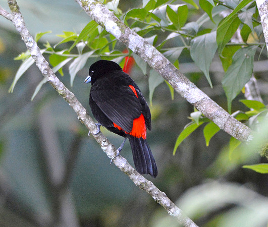 Passerini's tanager, male