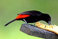 Passerini's tanager, male