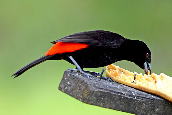 Passerini's tanager, male