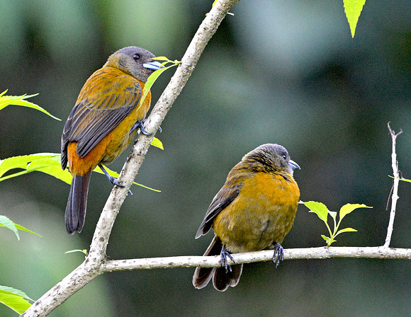 Passerini's tanager, female