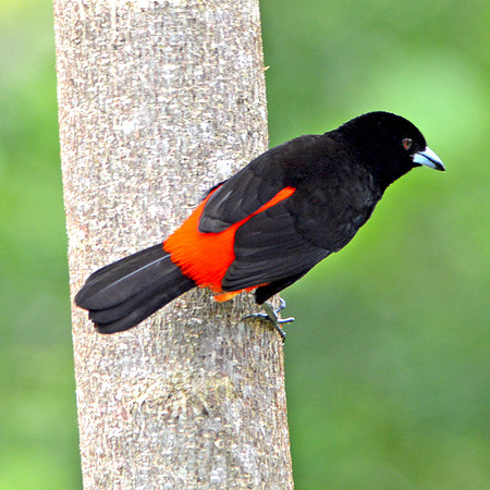 Passerini's tanager, male