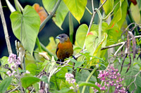 Passerini's tanager, female