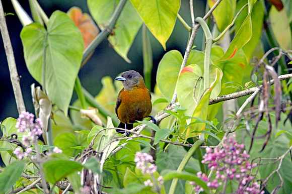 Passerini's tanager, female