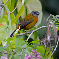 Passerini's tanager, female