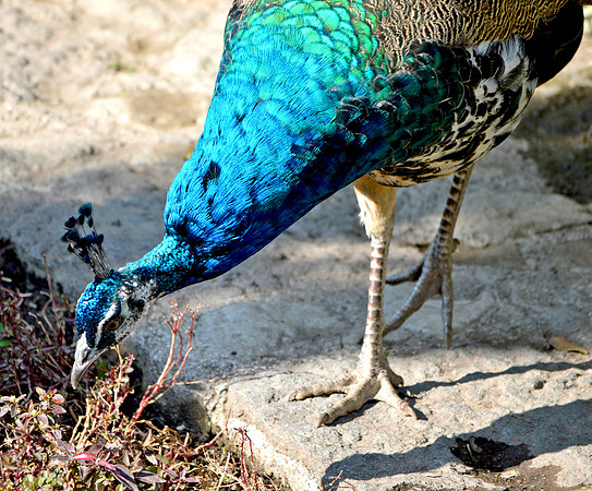 Peacock