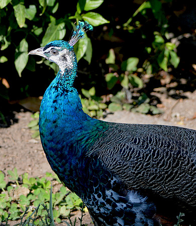 Peacock