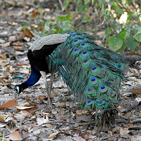 Peacock in the wild