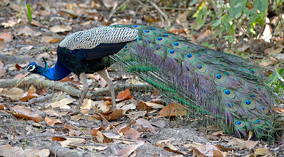 Peacock