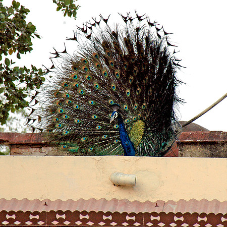 Peacock