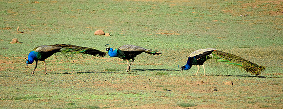 Peacocks in the wild