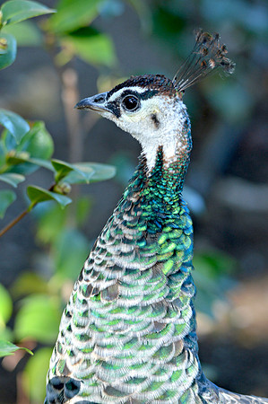 Peahen
