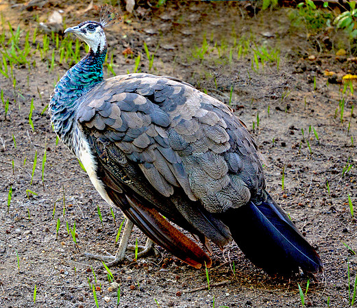 Peahen
