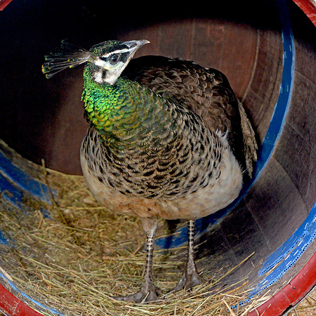 Peahen, juvenile