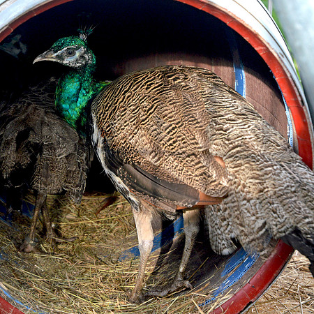Peahen, juvenile