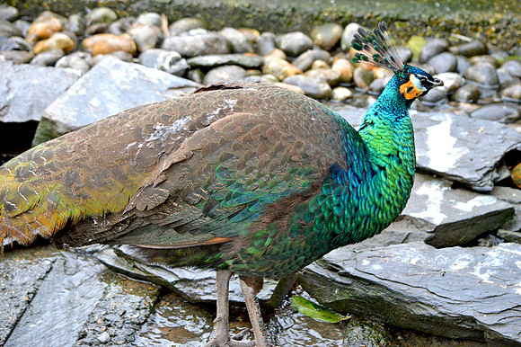 Peafowl