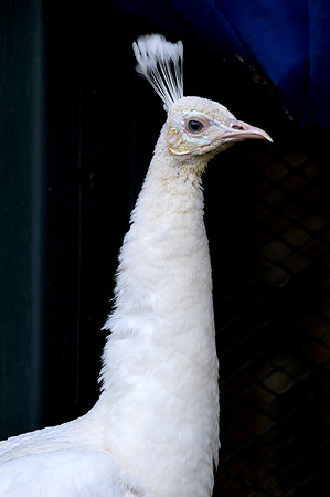 White peacock