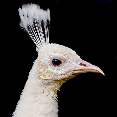 White peacock