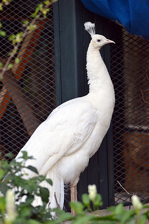 White peacock