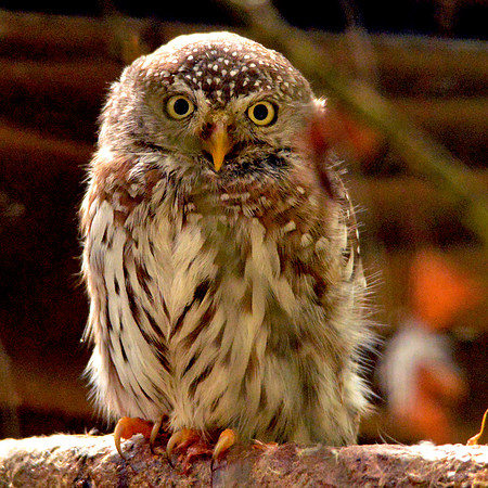 Pearl spotted owlet