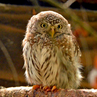 Pearl spotted owlet