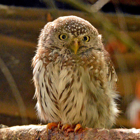 Pearl spotted owlet