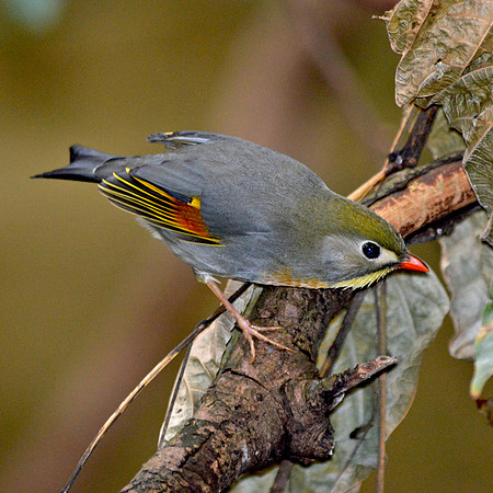 Pekin robin