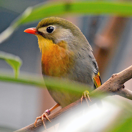 Pekin robin