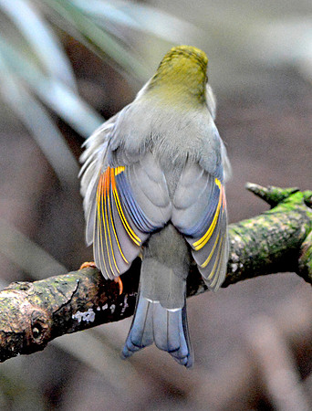 Pekin robin
