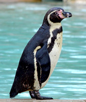 Humboldt penguin