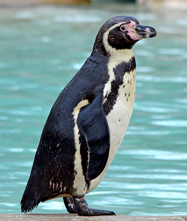 Humboldt penguin
