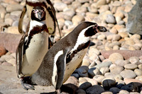 Humboldt penguin