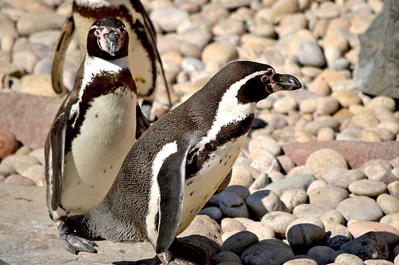 Humboldt penguin