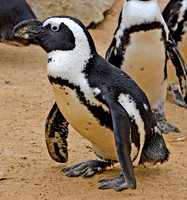 Jackass penguin